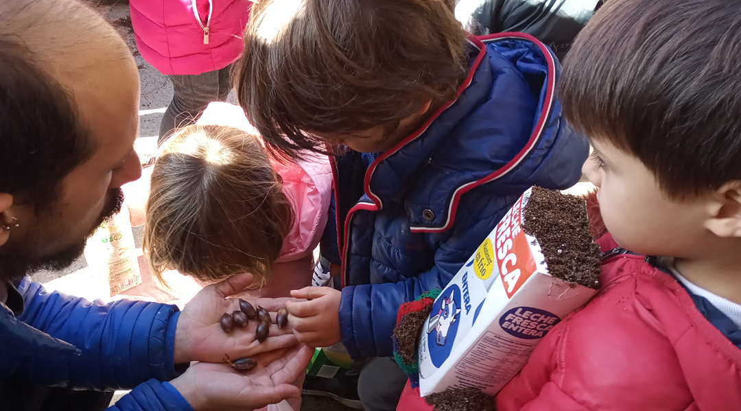 Plantando bellotas