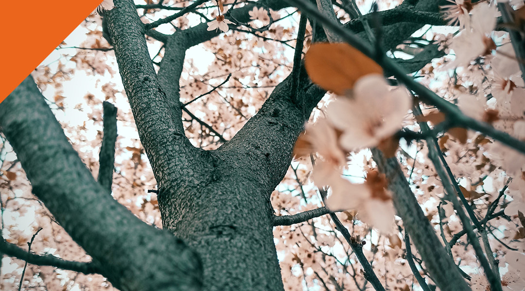 Finalistas del concurso de fotografía “Un millón de flores”