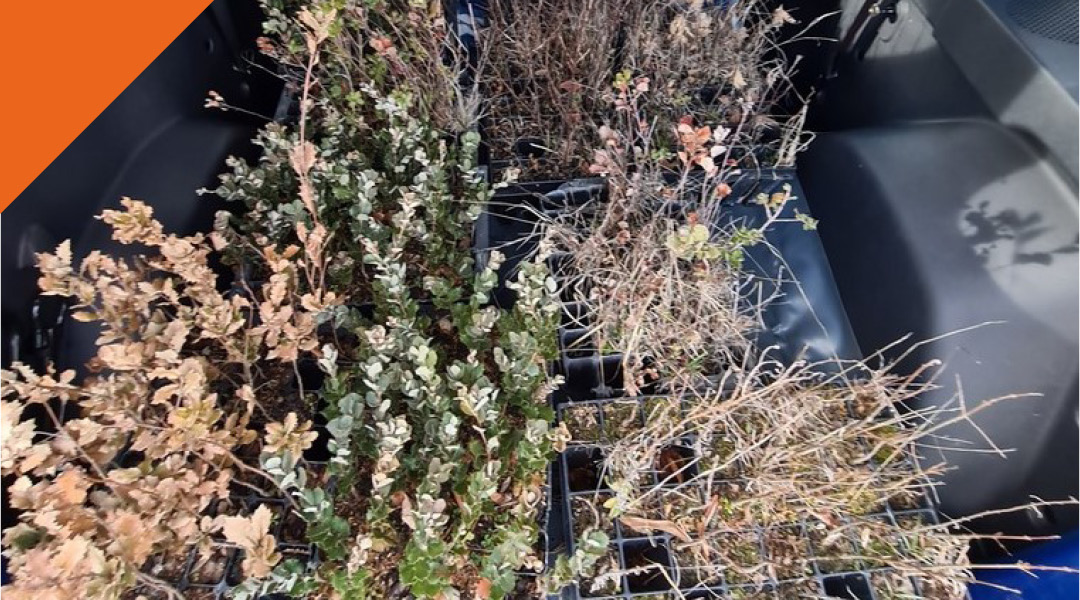 Los árboles plantados por el Siglo XXI serán los Territorios Vivos del siglo XXIII