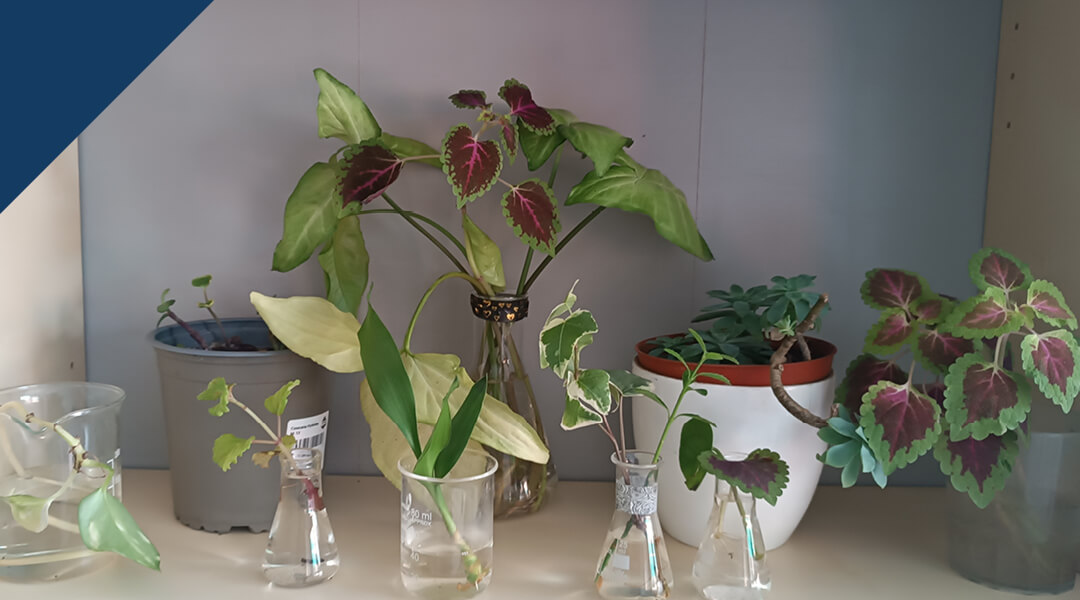 Aprendiendo de plantas en 1º ESO