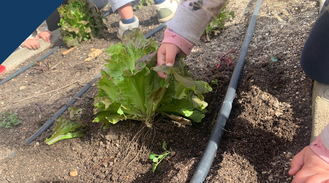 Ensalada de nuestro huerto